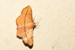 Thyrididae