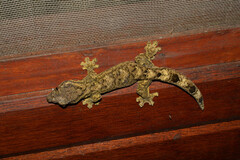 Thecadactylus solimoensis