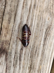 Eurycotis floridana