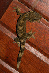 Thecadactylus solimoensis