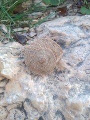 Iberus gualtieranus gualtieranus
