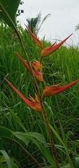 Heliconia latispatha