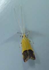 Crocanthes micradelpha