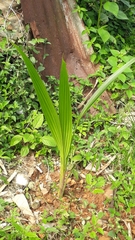 Molineria capitulata
