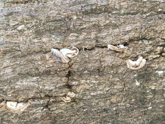 Auricularia nigricans