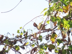 Phylloscopus