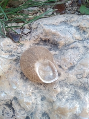 Iberus gualtieranus gualtieranus