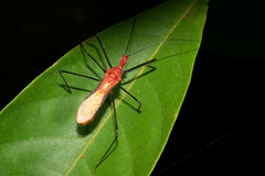 Ricolla quadrispinosa