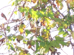 Phylloscopus