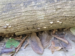 Auricularia nigricans