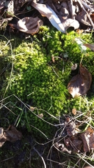 Barbula unguiculata