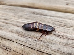Eurycotis floridana