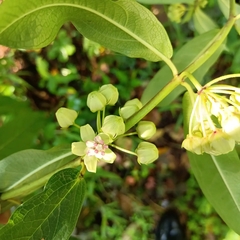 Asclepias auriculata
