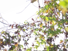Phylloscopus