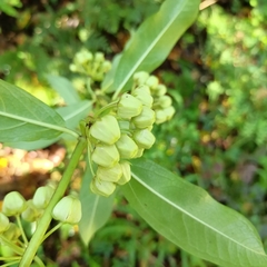 Asclepias auriculata