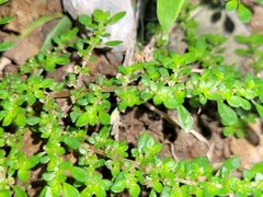 Pilea microphylla