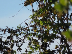 Phylloscopus