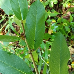 Asclepias auriculata