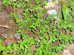 Pilea microphylla