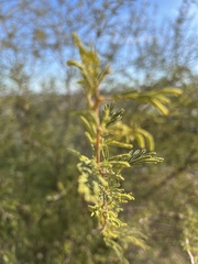 Vachellia constricta