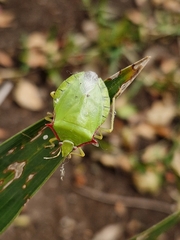 Chlorocoris distinctus