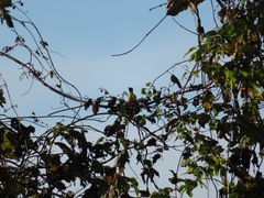 Phylloscopus