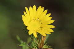 Grindelia lanceolata