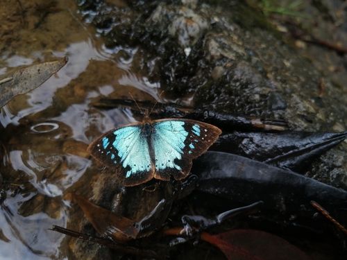 Lymanopoda samius