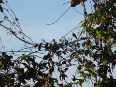 Phylloscopus