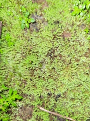Anomodon viticulosus