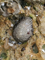 Siphonaria naufragum