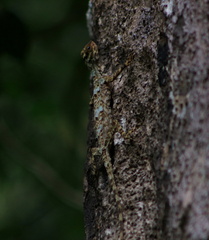 Draco melanopogon