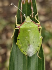 Chlorocoris distinctus