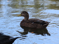 Anas platyrhynchos × fulvigula