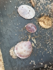 Crepipatella dilatata