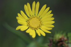 Grindelia lanceolata