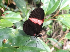 Heliconius erato hydara