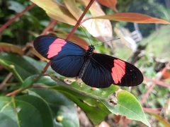 Heliconius erato hydara