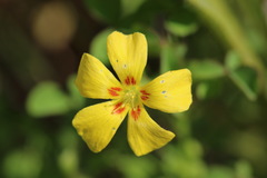 Oxalis macrantha