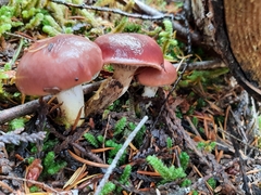 Gomphidius subroseus