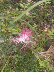 Calliandra surinamensis