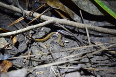 Eurycea quadridigitata