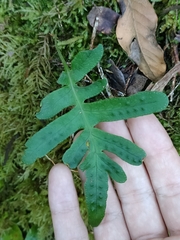 Polypodium macaronesicum image