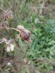 Myopites stylatus