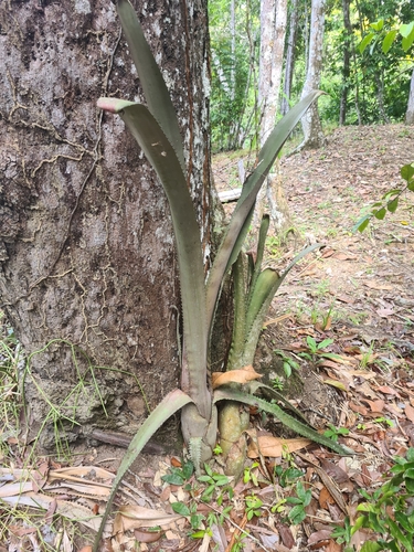 Aechmea tocantina, photograph 5