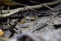 Eurycea quadridigitata