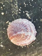 Crepipatella dilatata