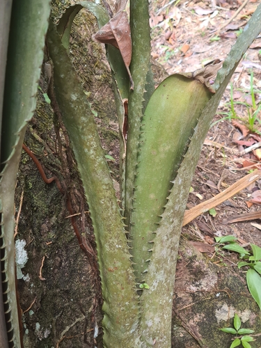 Aechmea tocantina, photograph 6