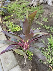 Cordyline fruticosa
