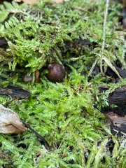 Humaria hemisphaerica